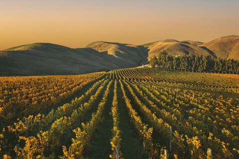 WHY THE VINEYARD OUR GIN COMES FROM MATTERS